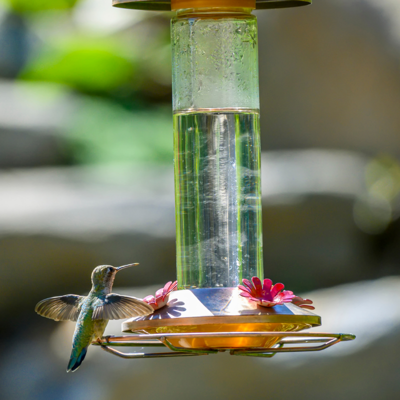 Attract beautiful hummingbirds