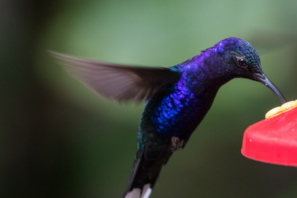 Hummingbird feeder food