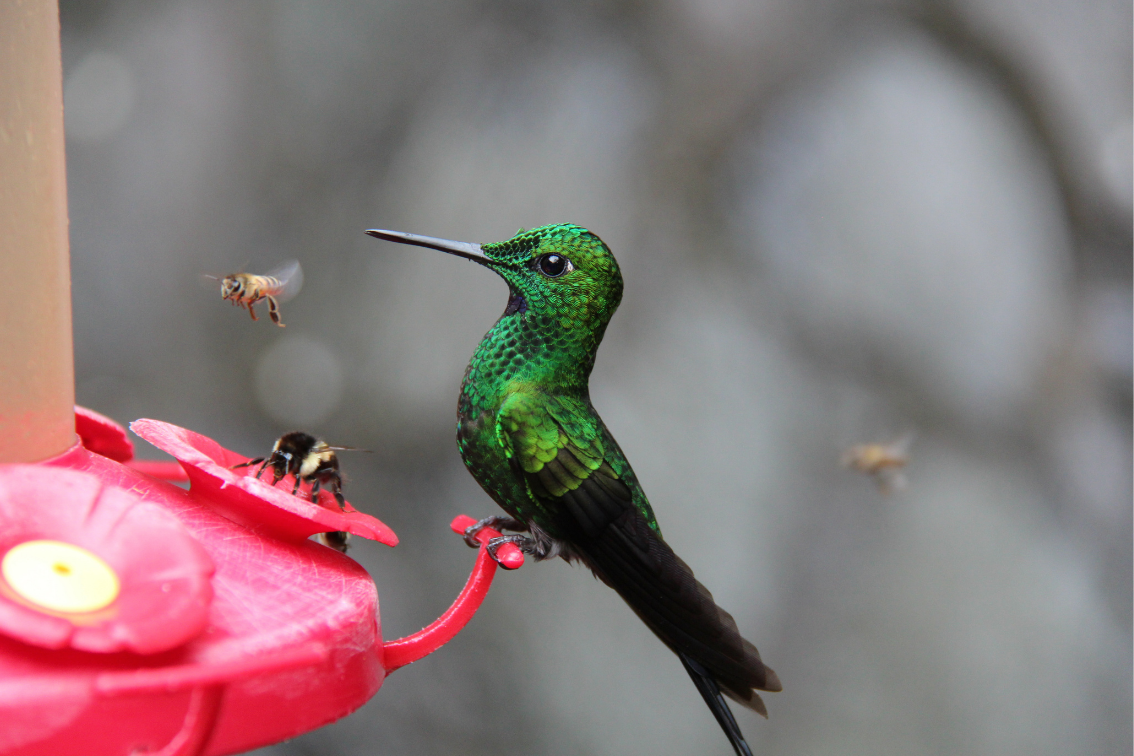 hummingbird feeder recipe