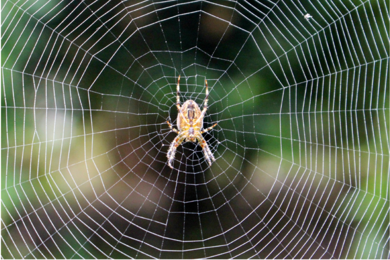 How to Get Rid of Spiders: Tips and Tricks