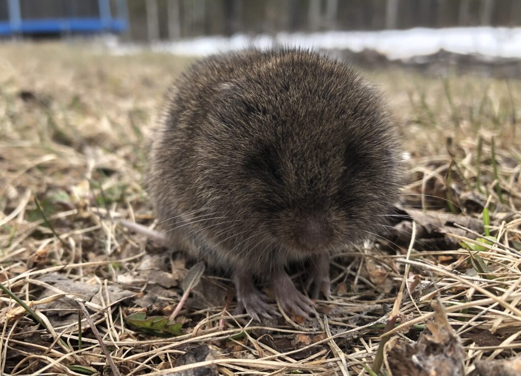 Tiny baby muskrat