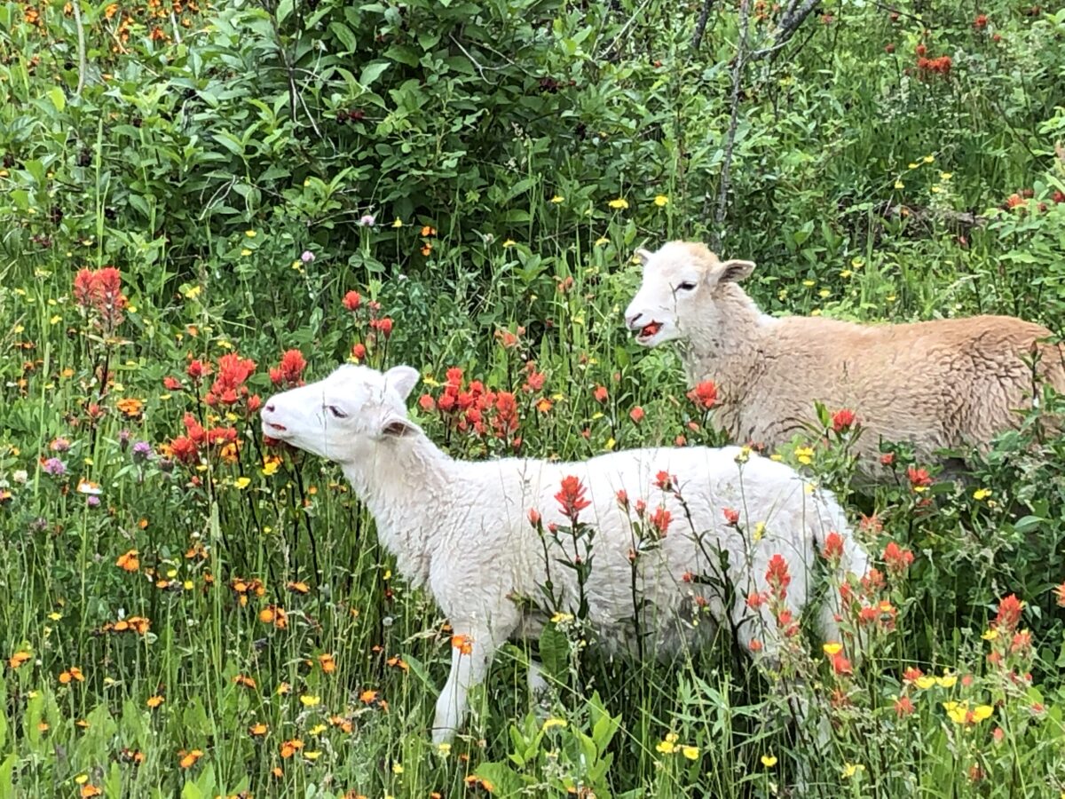 Sheep in wildflowers