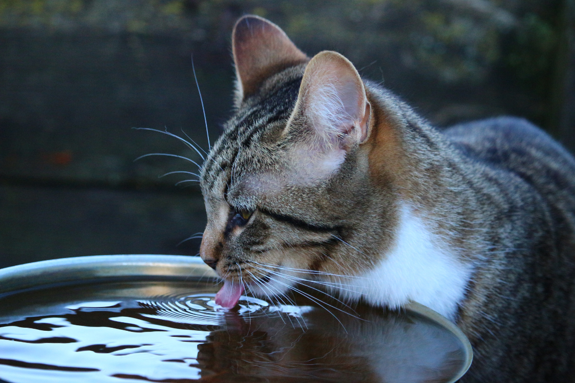 pets need water